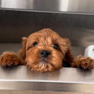 Pasja nega - striženje, kopanje, nohti...